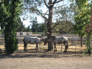 Brighthaven Horses