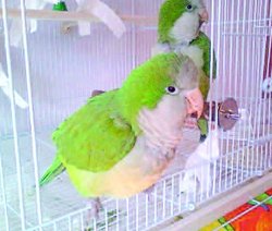 Sydney the Reiki parrot