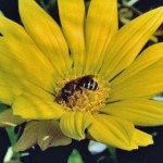 Bee 2