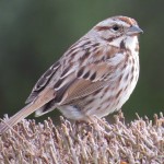 Song Sparrow by Heidi