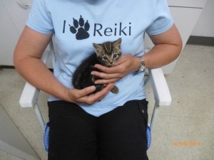 Kitten receiving Reiki