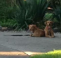 Stray Retrievers