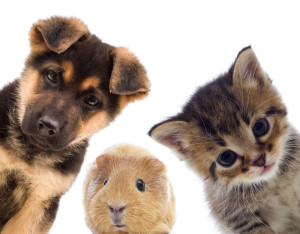 Puppy and kitten and guinea pig