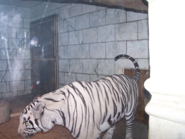 white-tiger-2