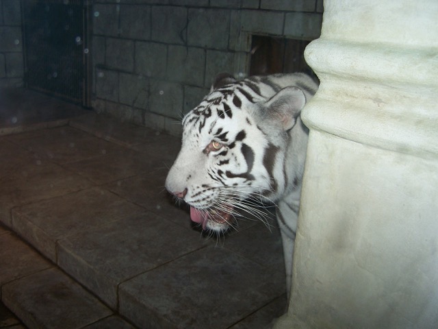 white-tiger-3