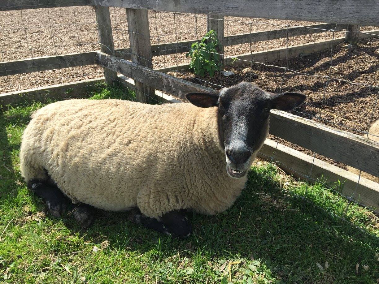 a sheep sitting in the grass next to a fence