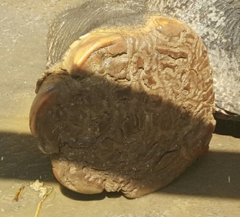 Elephant damaged foot