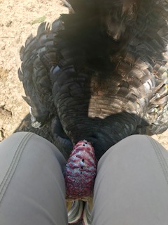 Reiki Loving Turkey knees