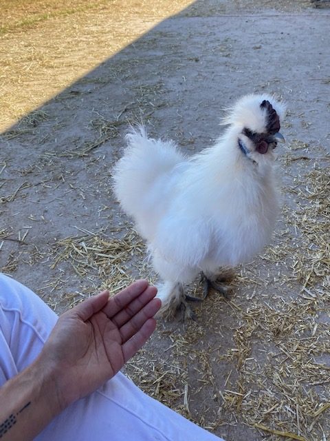 a hand reaching to a rooster