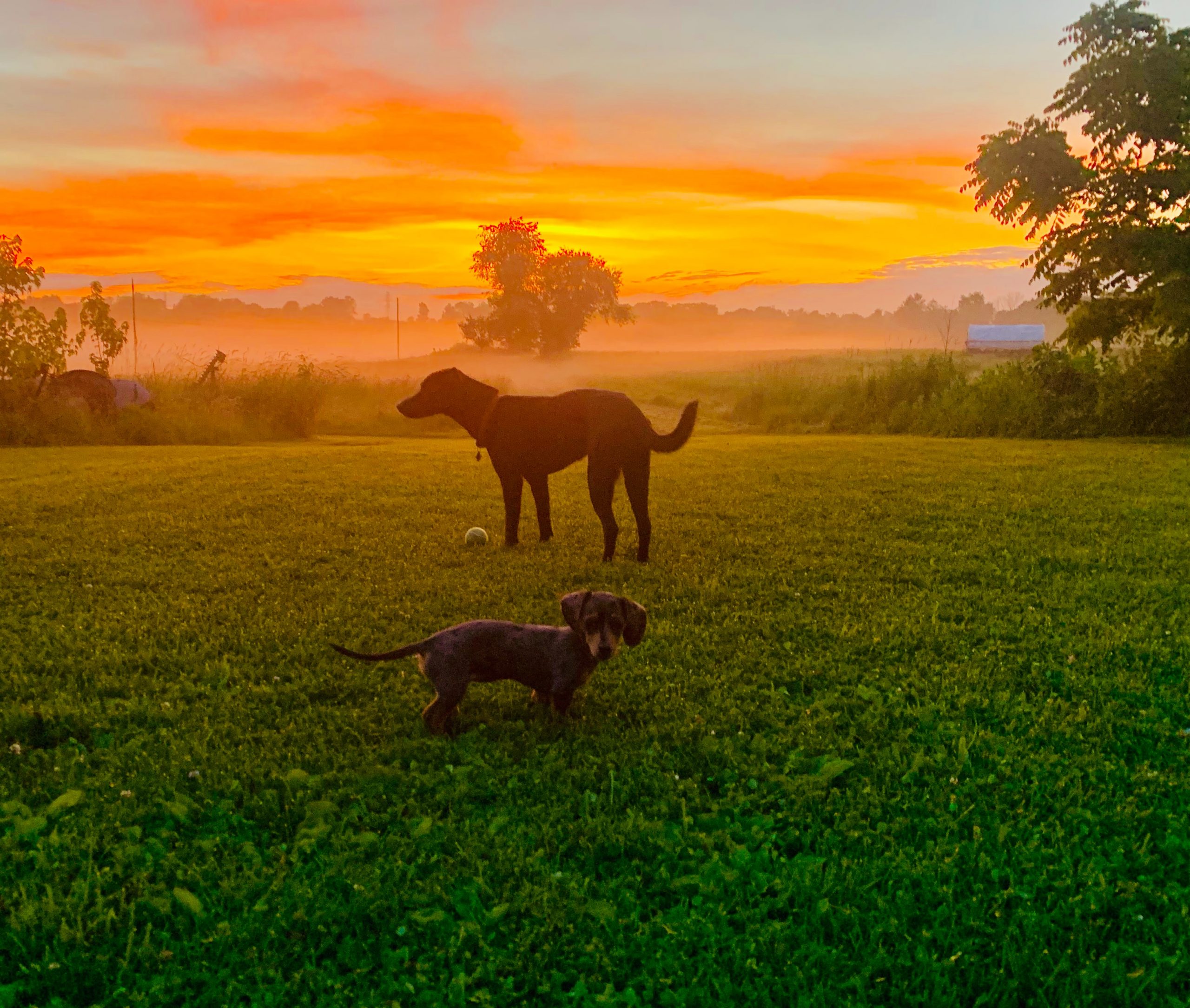 dogs in the sunset