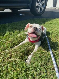 brutus the rescued puppy on a striped leash