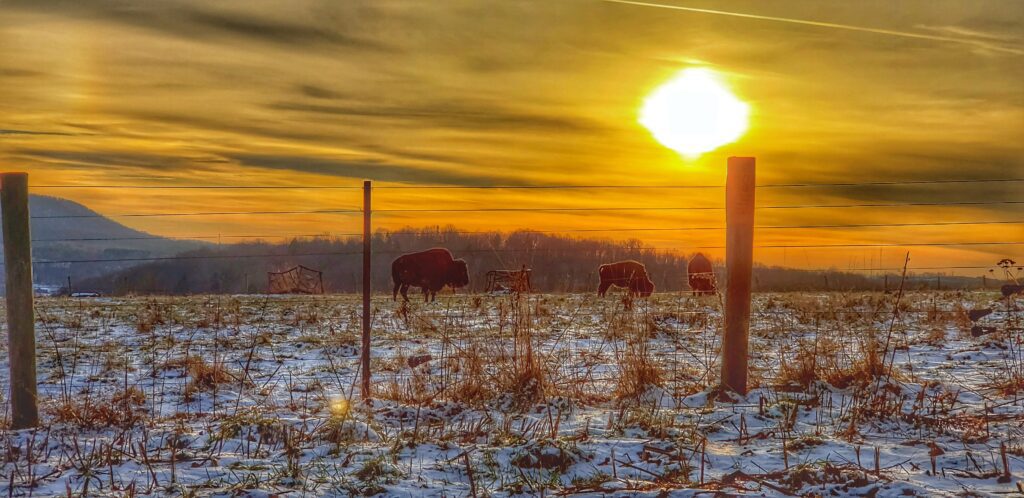 a herd of bison behind a sunset