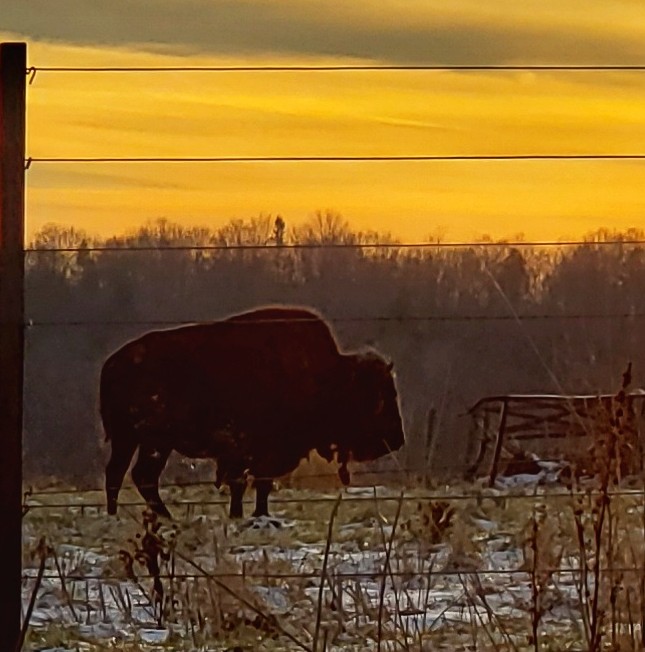 a buffalo behind the sunset