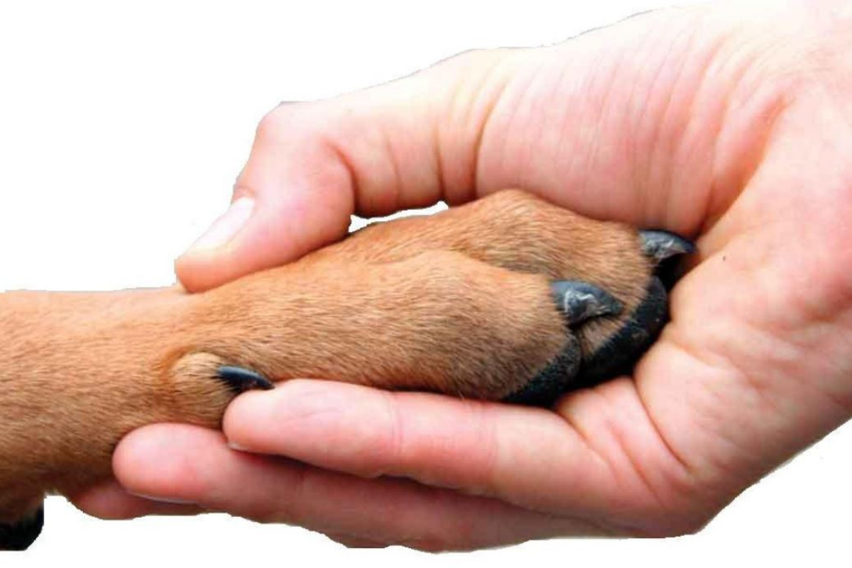 a human hand reaching out and holding a brown dog paw