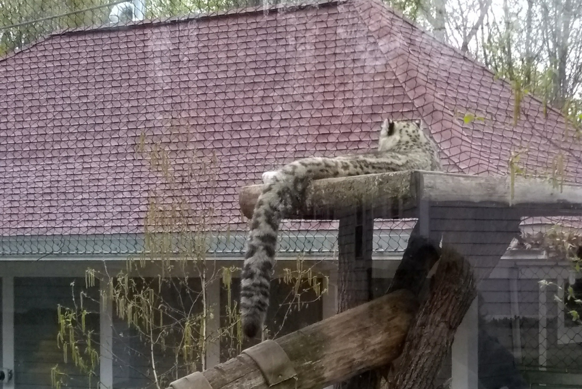 a snow leopard laying down on a platform