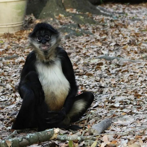a monkey sitting on the ground