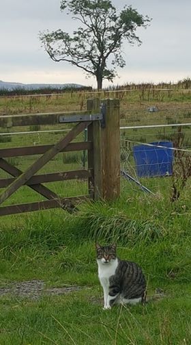a cat sitting in a grass field