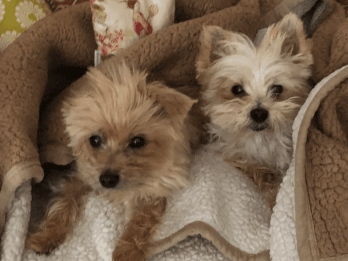 two dogs cuddled under a blanket
