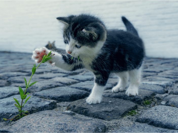 a cat touching a flower
