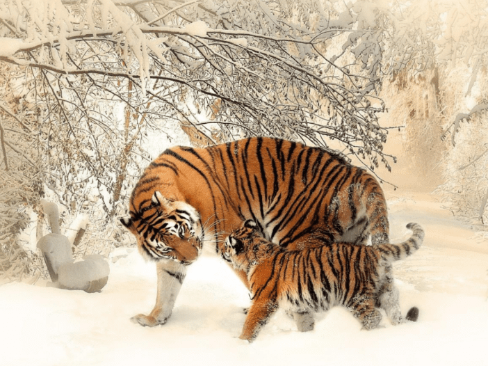 a tiger with their cub in a snowy forest