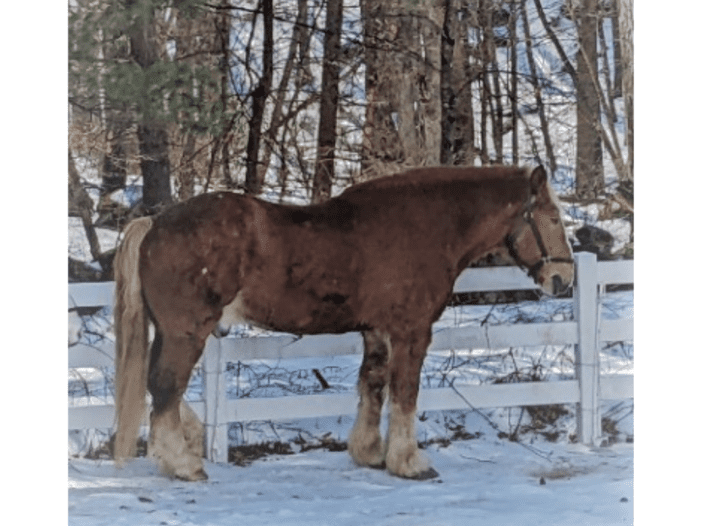a brown and tan horse named major standing in the snow by a white fence