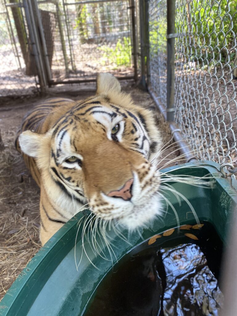 Smiling tiger at the CARE Foundation
