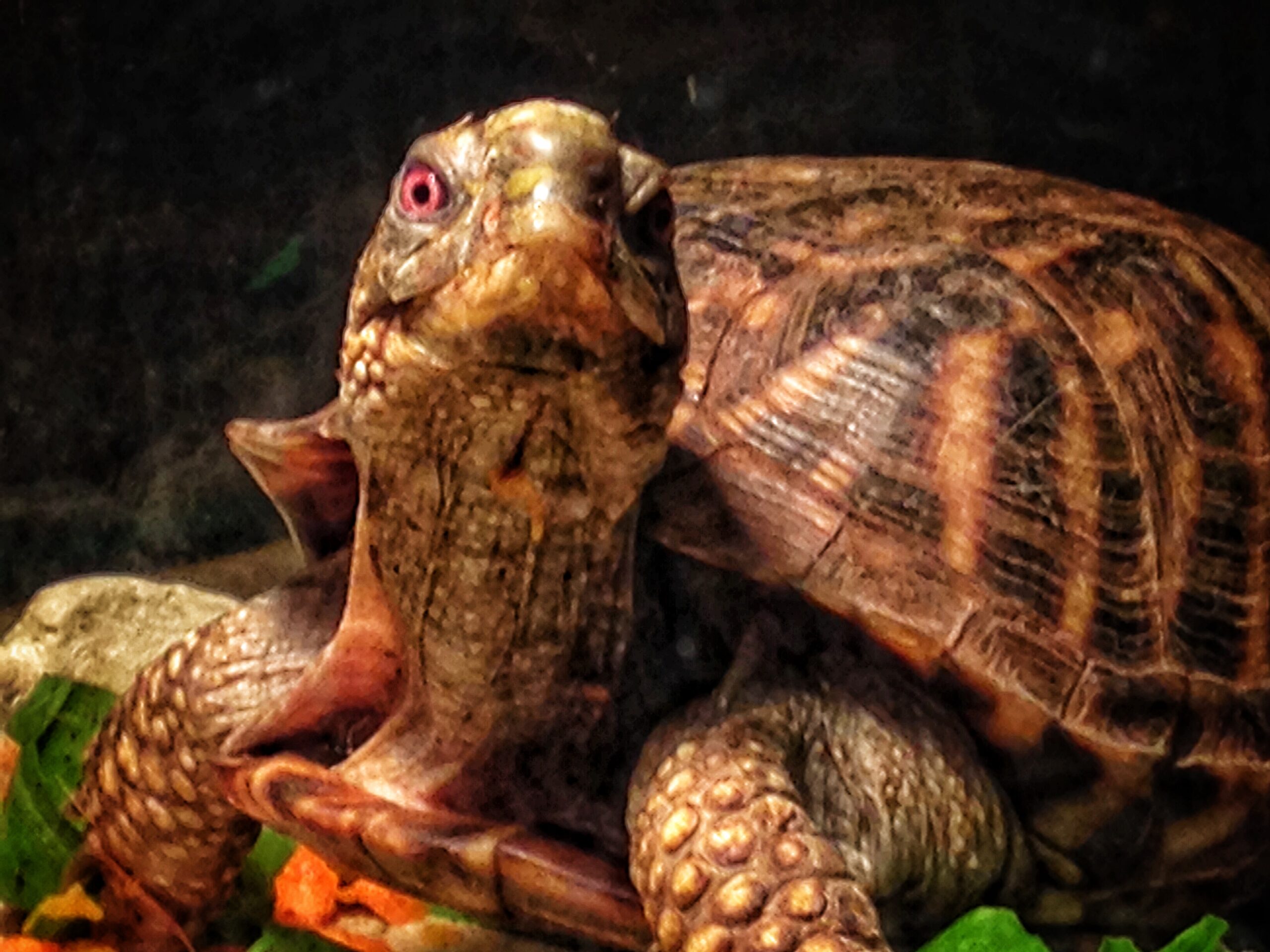 What Turtles Taught Me about Animal Reiki and Enrichment - Shelter ...