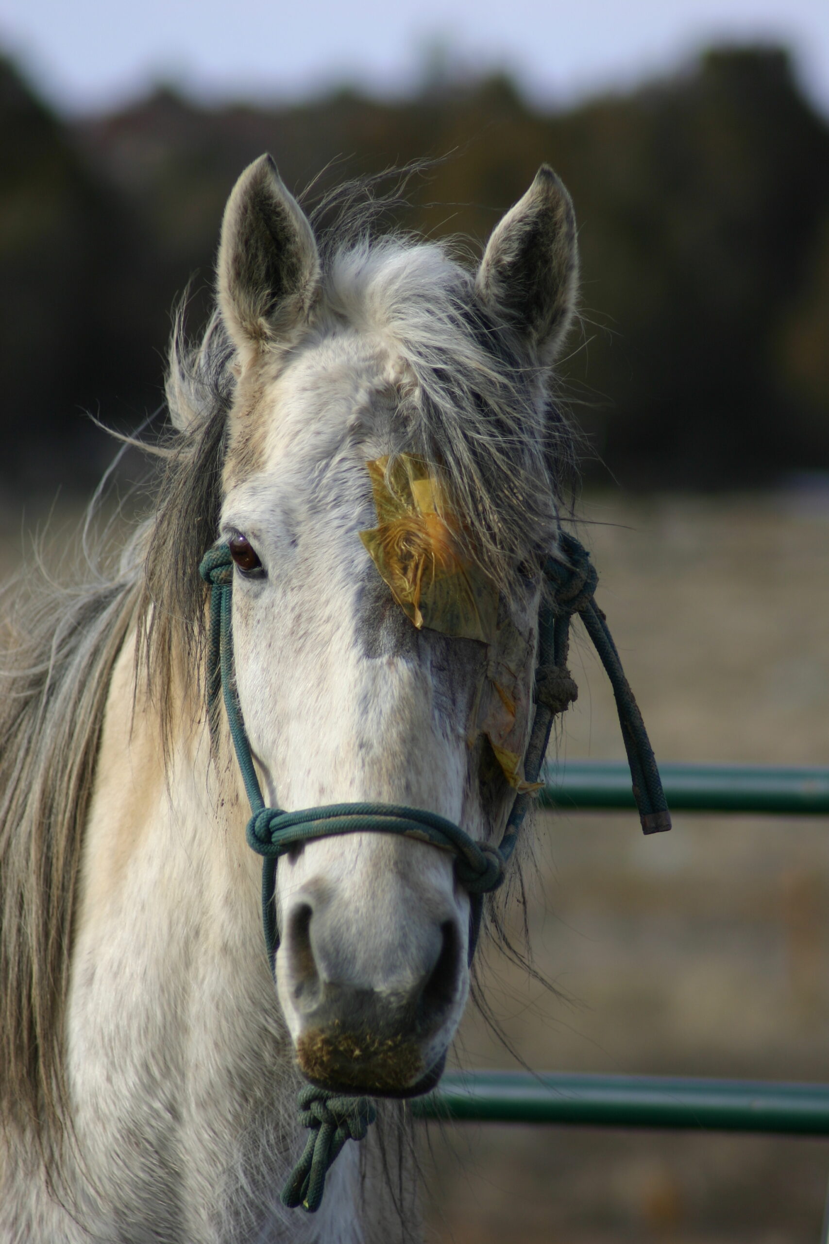 Equine-Assisted Yoga