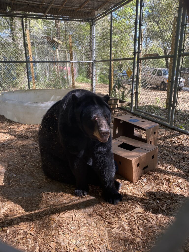 Lola the bear gets Reiki