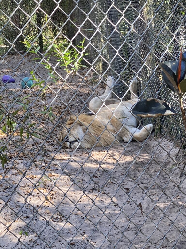 Lion relaxes after Reiki