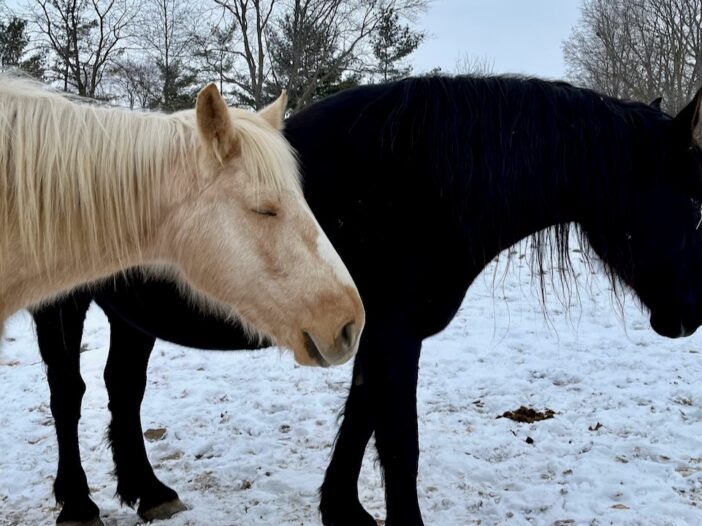 Dolly and Maggie relax after a Let Animals Lead® Animal Reiki session