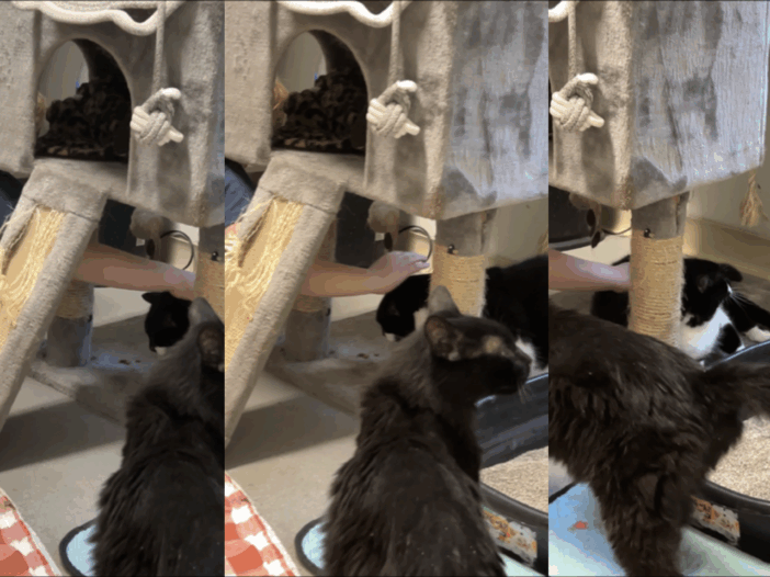 Cowie the black-and-white shelter cat bonding with a young boy